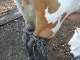 بالفيديو .. قط يعشق الحليب الطازج